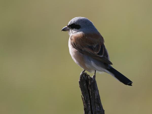 <h3><a href="/trips/tanzania/biota/animalia/chordata/aves/040 passeriformes/048 laniidae/lanius collurio/lanius collurio-nl.html">Lanius&nbsp;collurio</a> / Red‑backed&nbsp;shrike / Grauwe&nbsp;klauwier</h3>OM-1 Mark II met OLYMPUS M.150-400mm F4.5 TC, 1/2000 sec  bij F5.6, ISO 640, afstand 10.8&nbsp;m